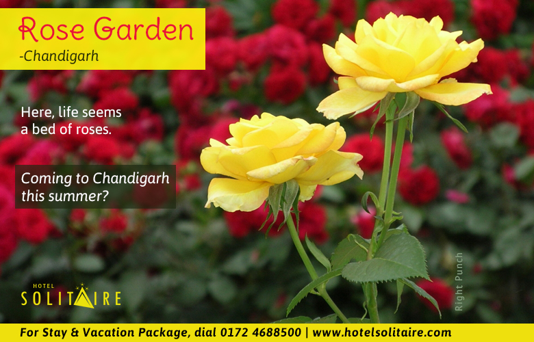 hotels nearby chandigarh airport, hotels near to chandigarh airport, best budget hotels in chandigarh, best chandigarh hotels, 3 star hotels in chandigarh, hotels near chandigarh airport, best hotels chandigarh, panchkula hotels